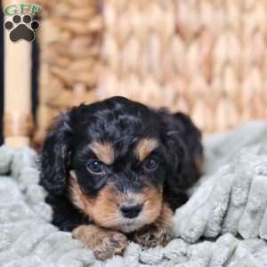 Rainbow, Cavapoo Puppy